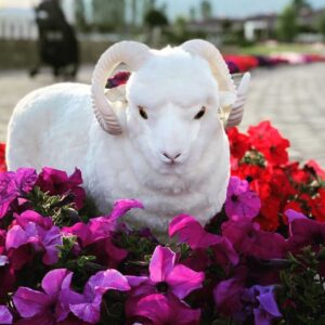 Merino CoCo