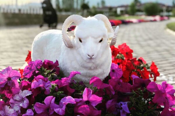 Merino CoCo