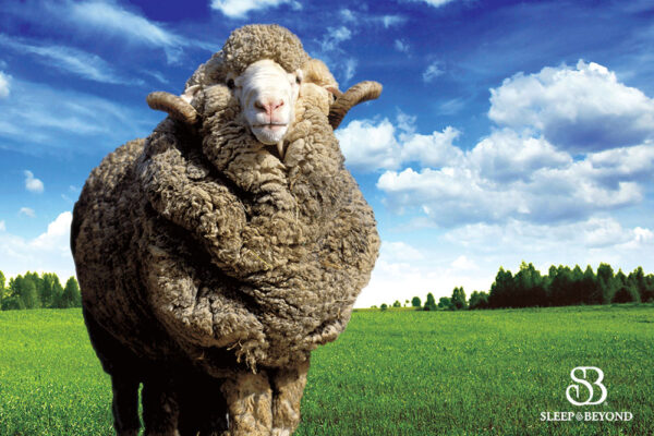 myMerino®-Color Comforter - Image 6