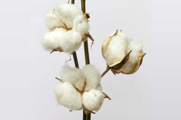100% Organic Cotton Sateen Pillowcase Pair - Image 9